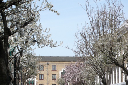 Balfe Street blossom