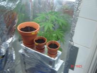 Some of the Cannabis plants