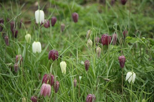 Camley street snakeshead fritillaria