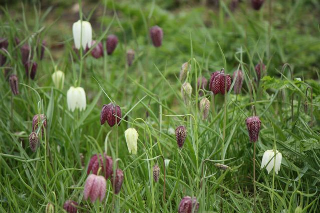 Camley street snakeshead fritillaria