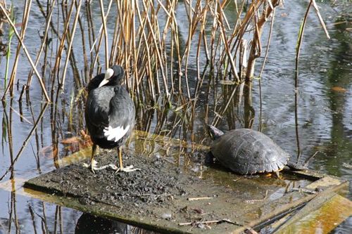 Coot terrapin