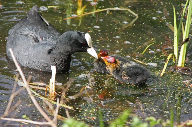 Coot chicks