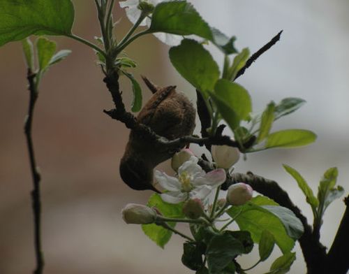 Wren02