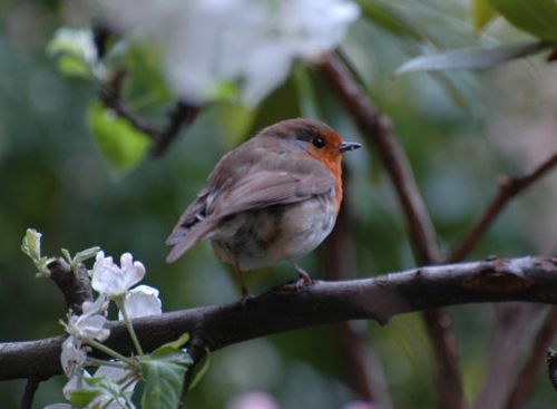 Robin