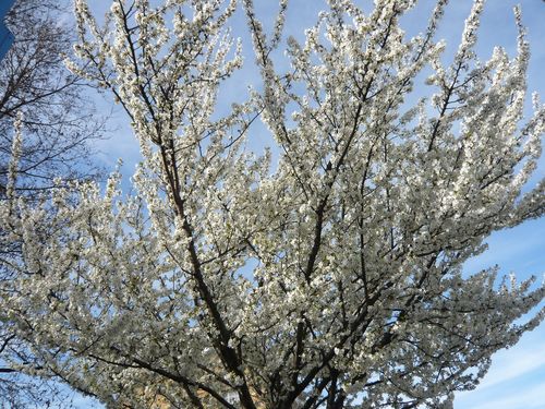 Cally blossom