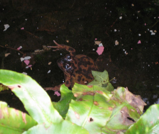 Frog