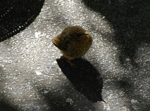 Baby Robin 007