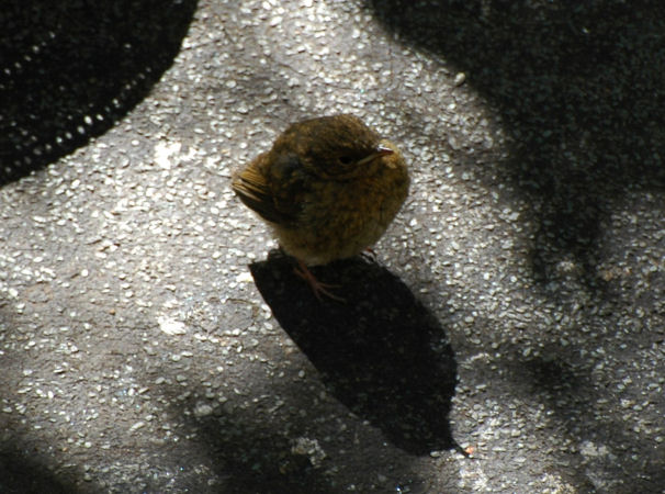 Baby Robin 007